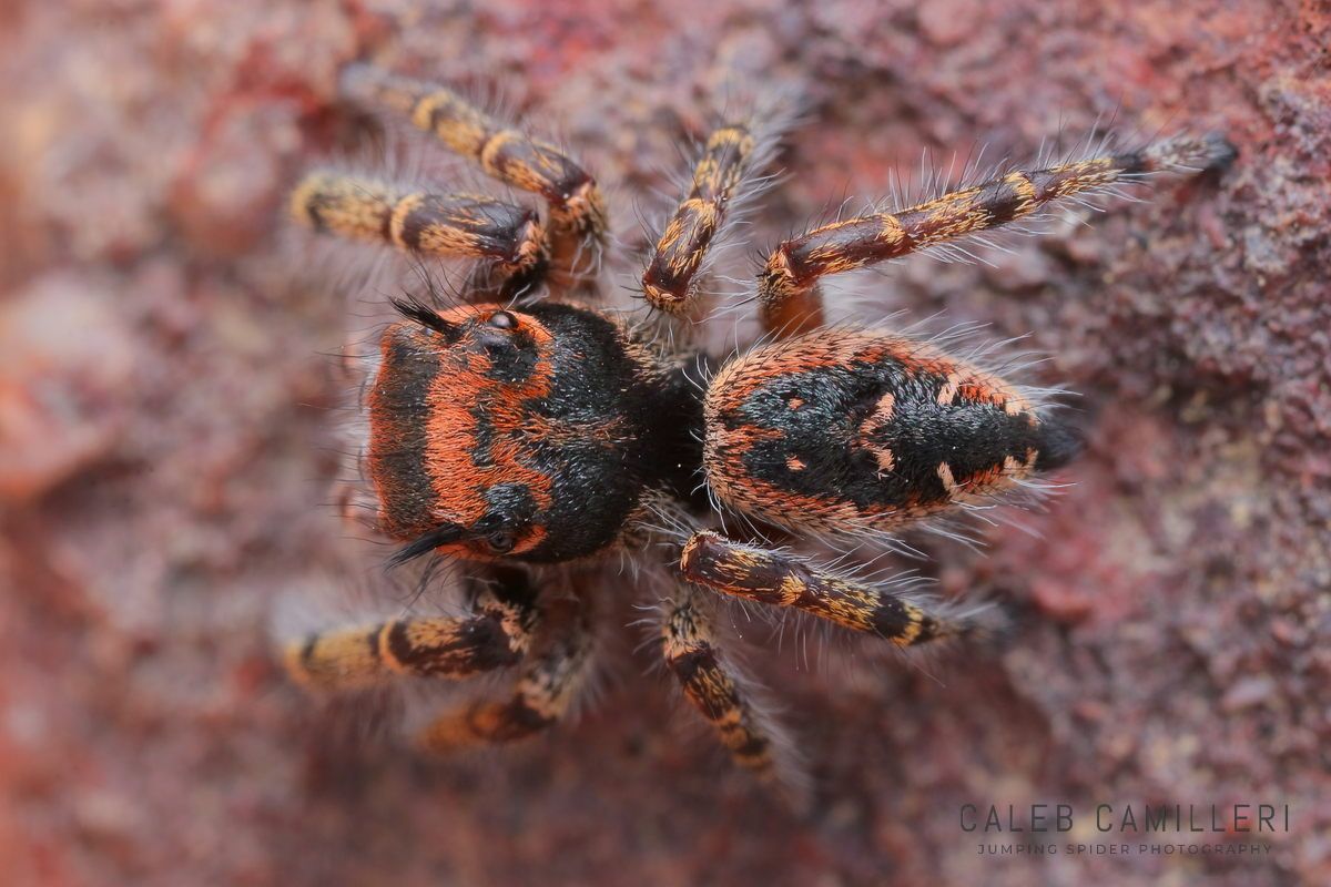 Close-up of a Phidippus toro jumping spider showing detailed body and leg structure.