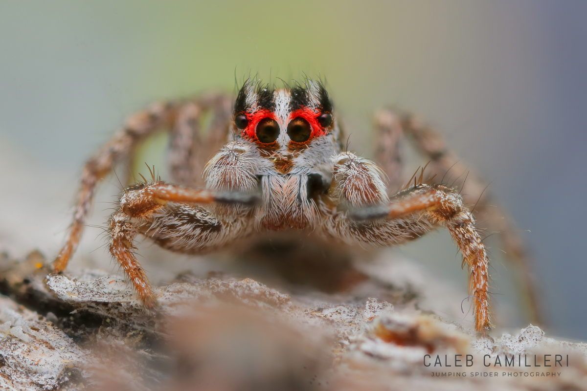 Macro shot of a male Habronattus sansoni displaying to or courting a female against an abstract background.