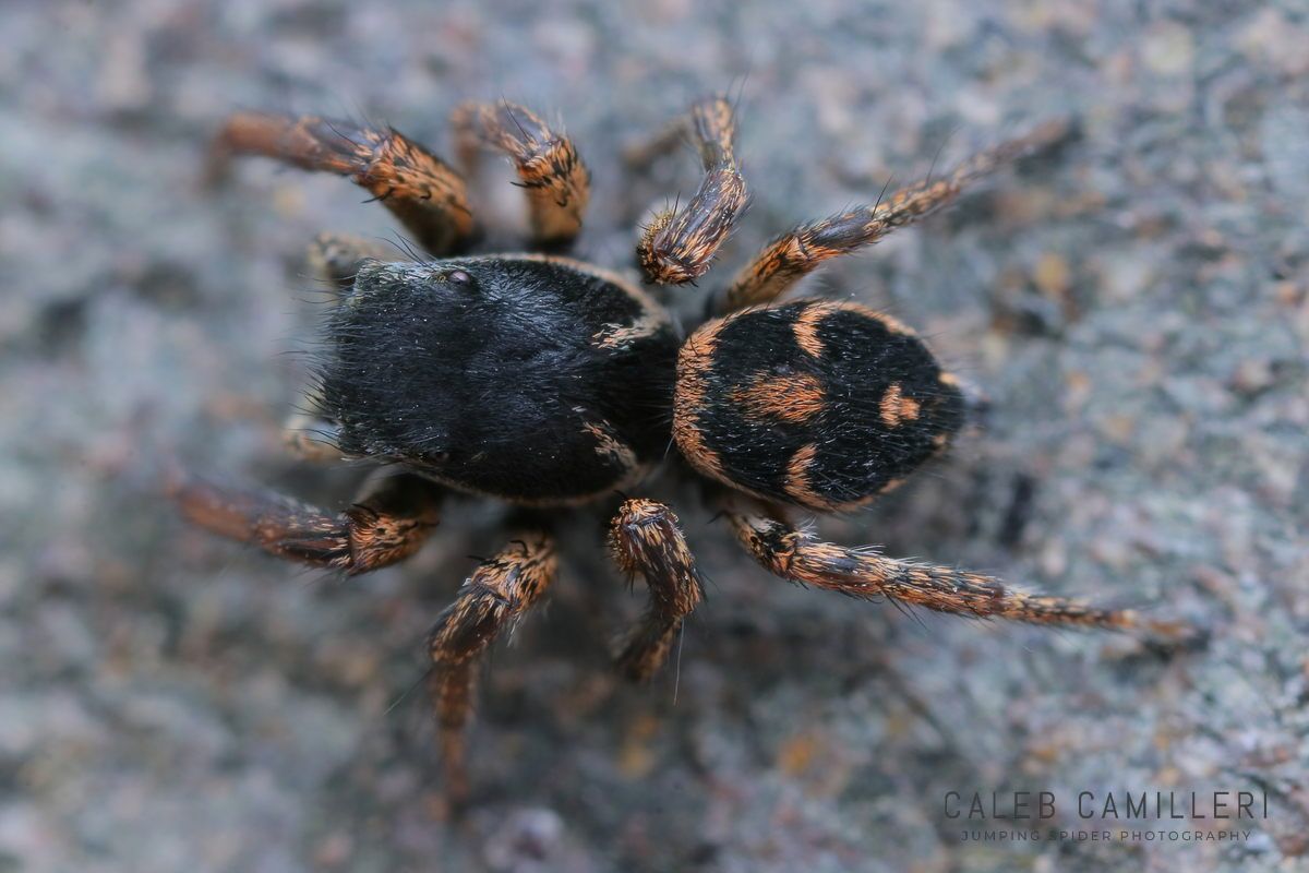 Close-up of a male Habronattus borealis jumping spider showing detailed body and leg structure.