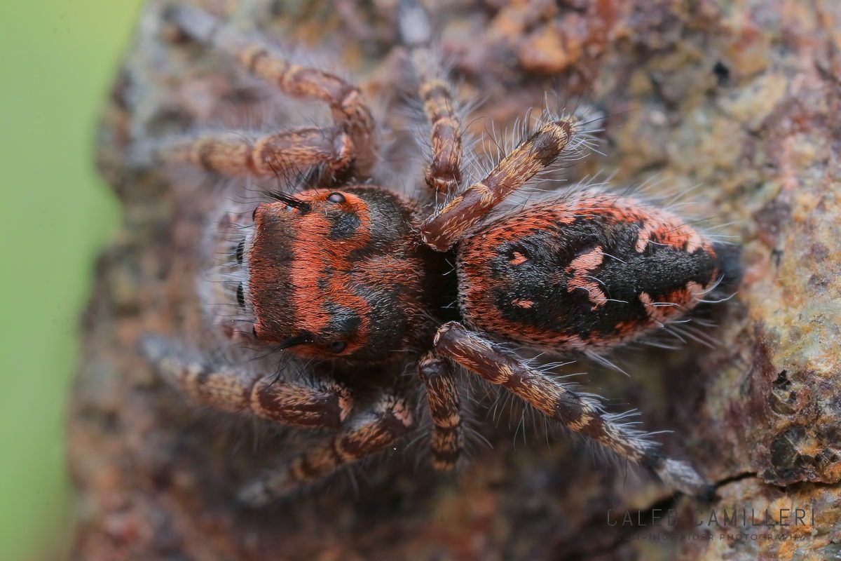 Close-up of a Phidippus toro jumping spider showing detailed body and leg structure.