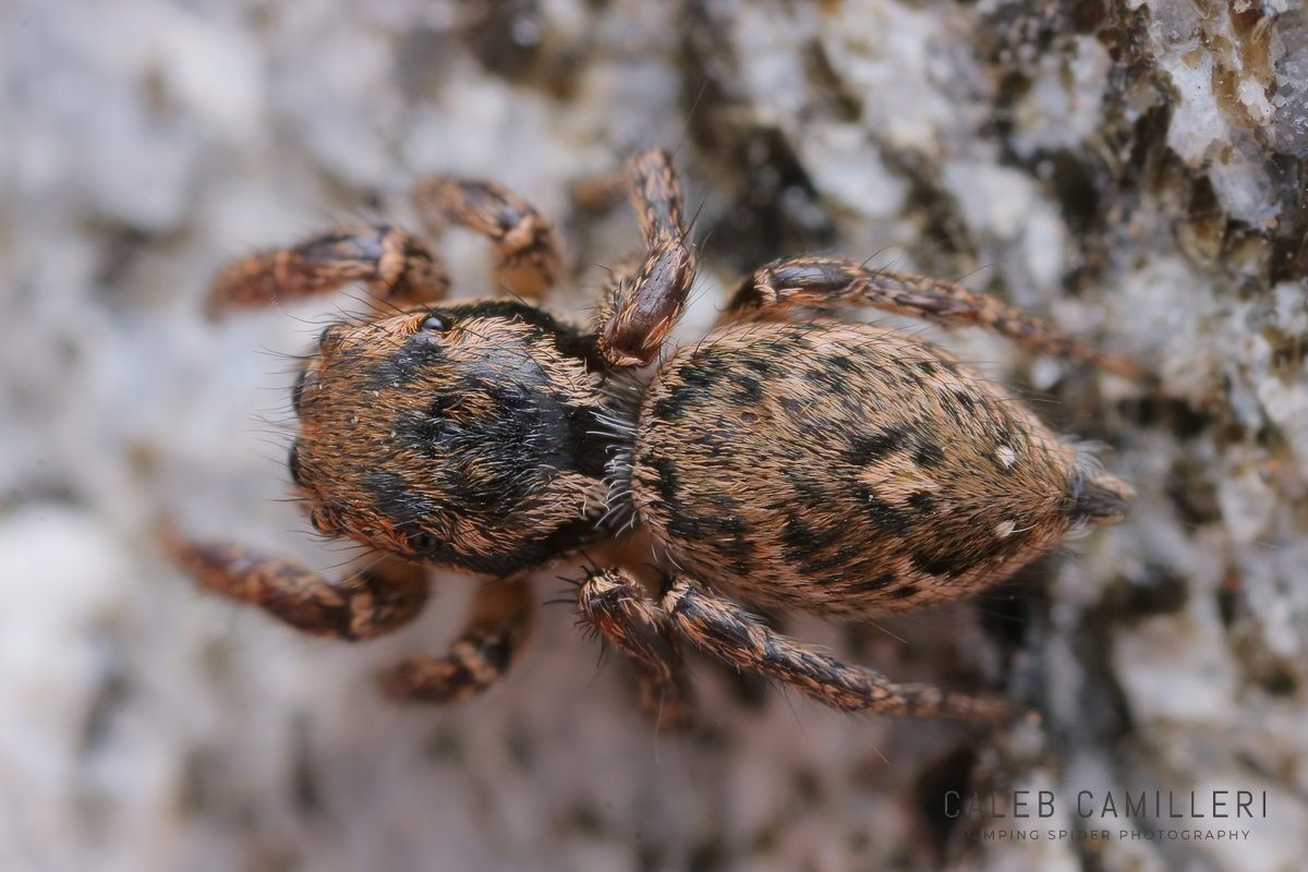 Close-up of a female Habronattus brunneus jumping spider showing detailed body and leg structure.