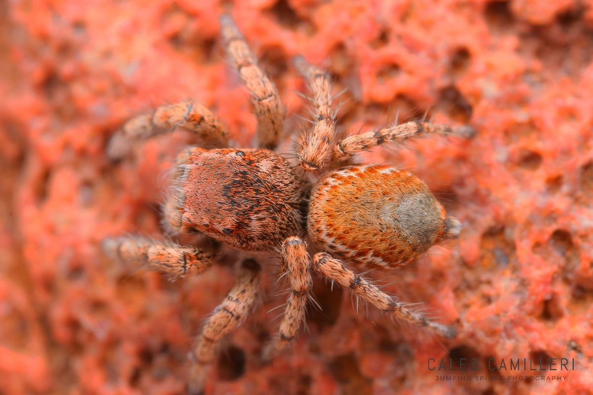 Close-up of a male Habronattus amicus jumping spider showing detailed body and leg structure.