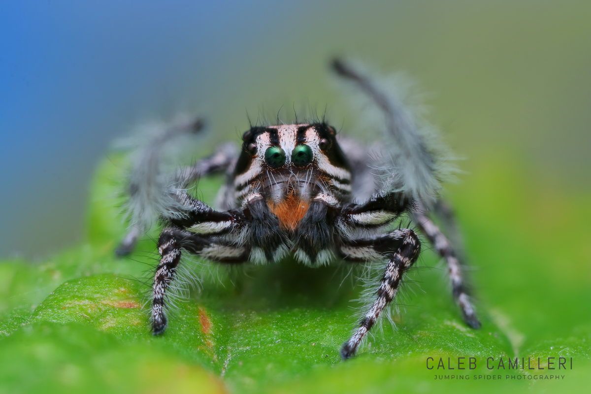Macro shot of a male Phidippus tigris displaying to or courting a female against an abstract background.