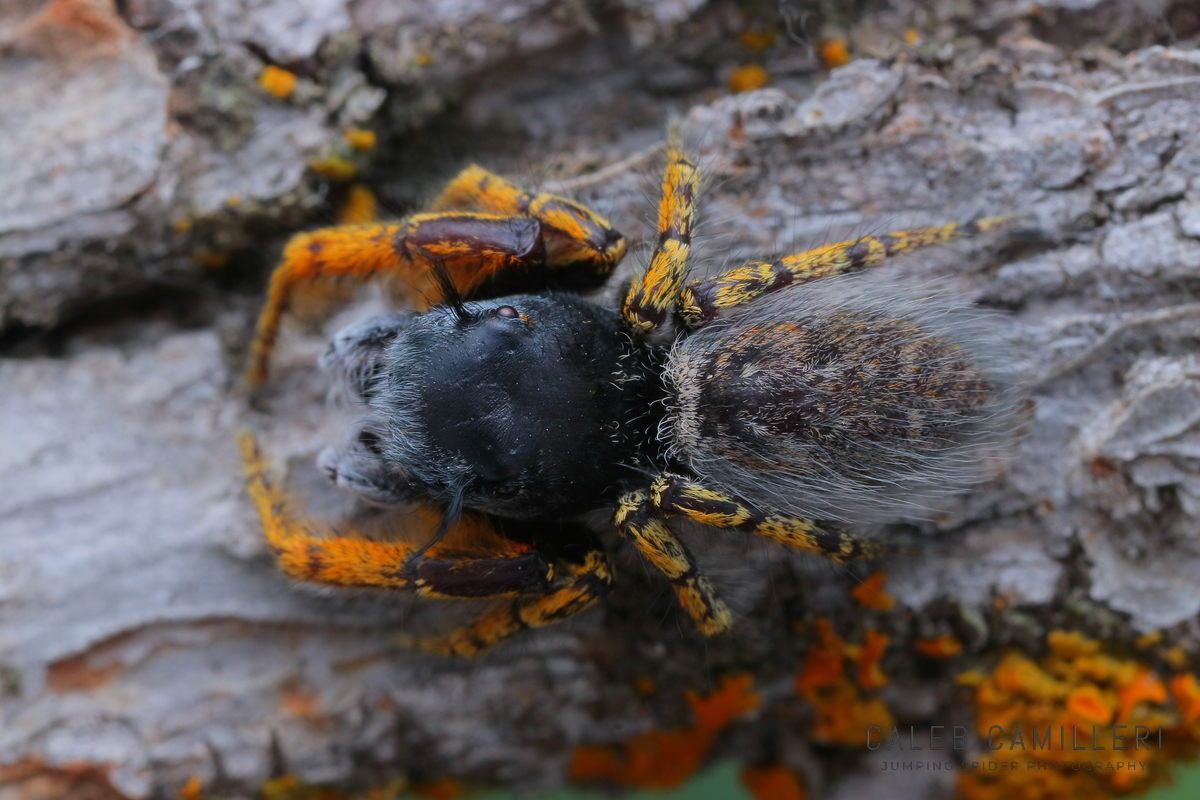 Close-up of a Phidippus mystaceus jumping spider showing detailed body and leg structure.