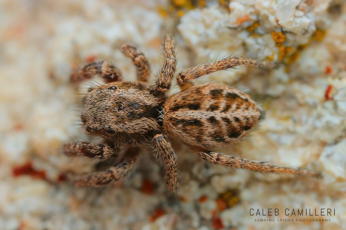 Close-up of a Pellenattus canadensis jumping spider showing detailed body and leg structure.