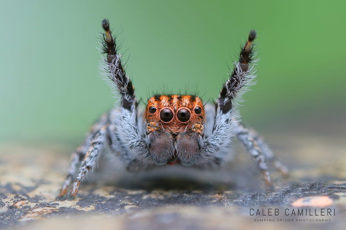 Macro shot of a male Habronattus venatoris displaying to or courting a female against an abstract background.