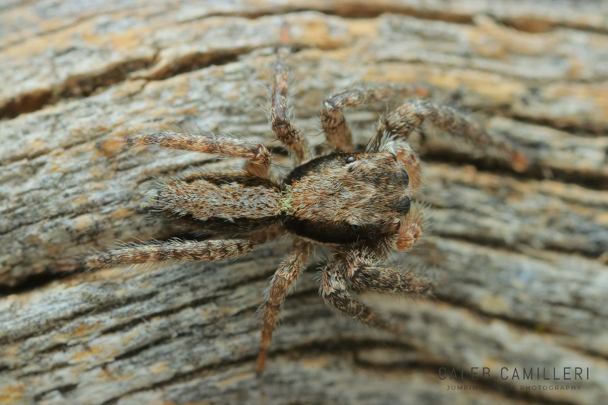 Close-up of a penultimate male Platycryptus californicus jumping spider showing detailed body and leg structure.