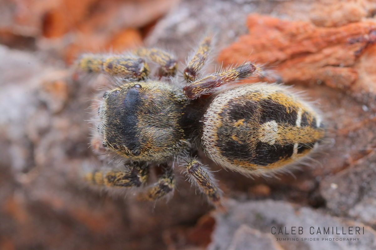 Close-up of a Phidippus tyrrelli jumping spider showing detailed body and leg structure.