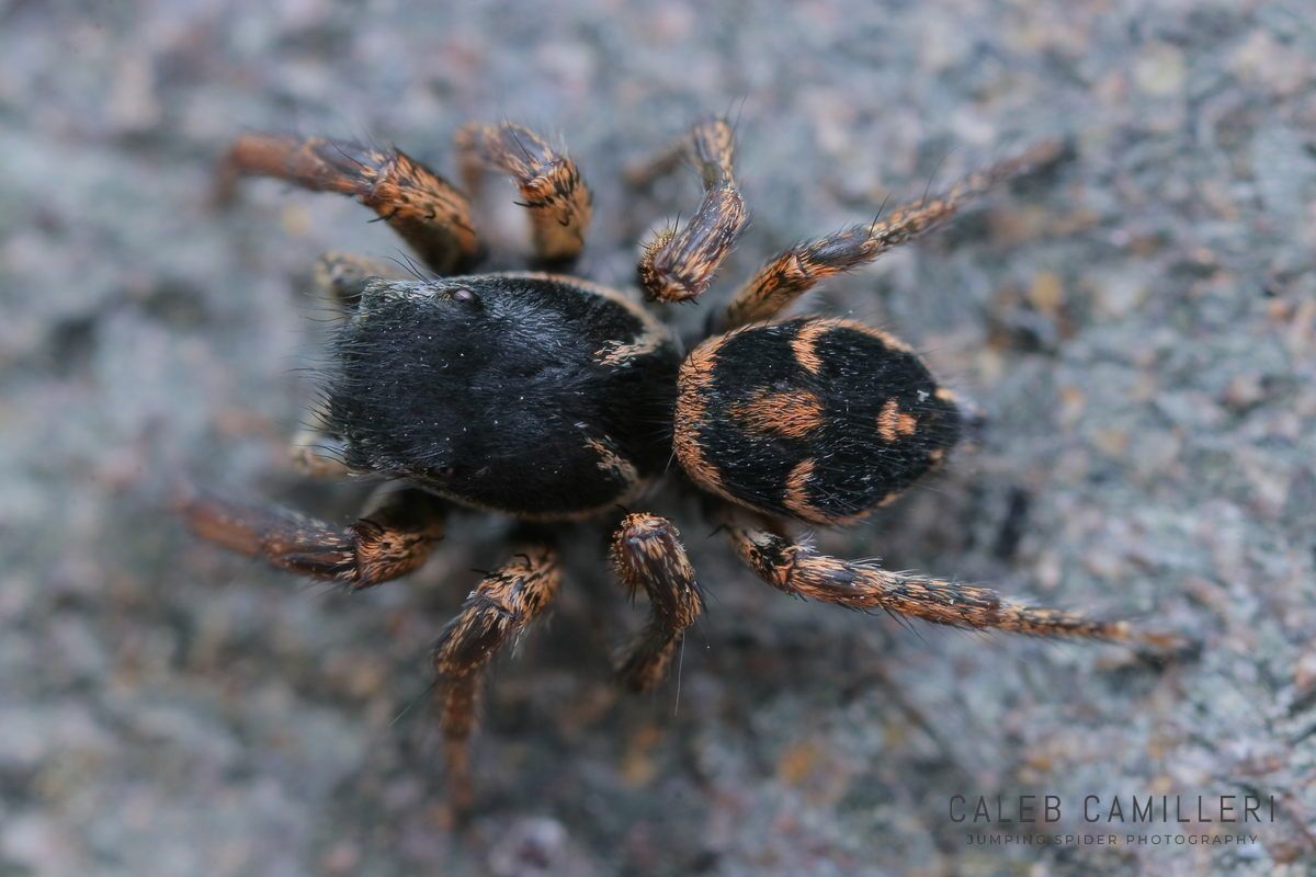 Close-up of a male Habronattus borealis jumping spider showing detailed body and leg structure.