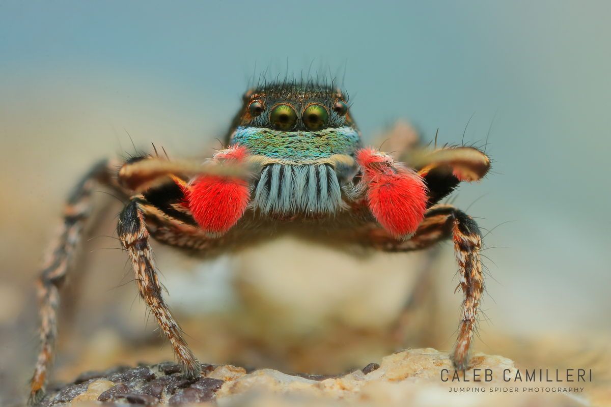 Macro shot of a male Habronattus americanus displaying to or courting a female against an abstract background.