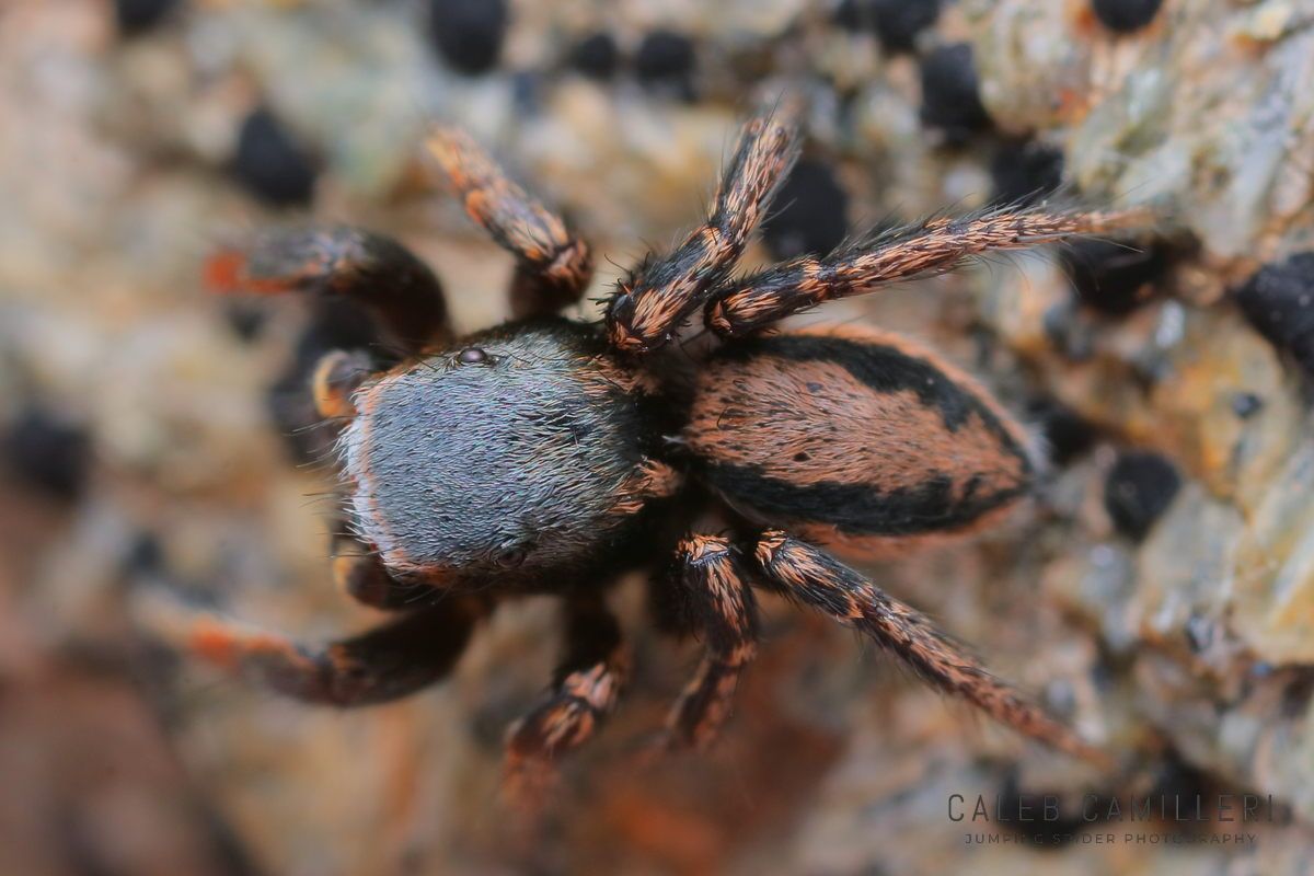 Close-up of a male Habronattus altanus jumping spider showing detailed body and leg structure.