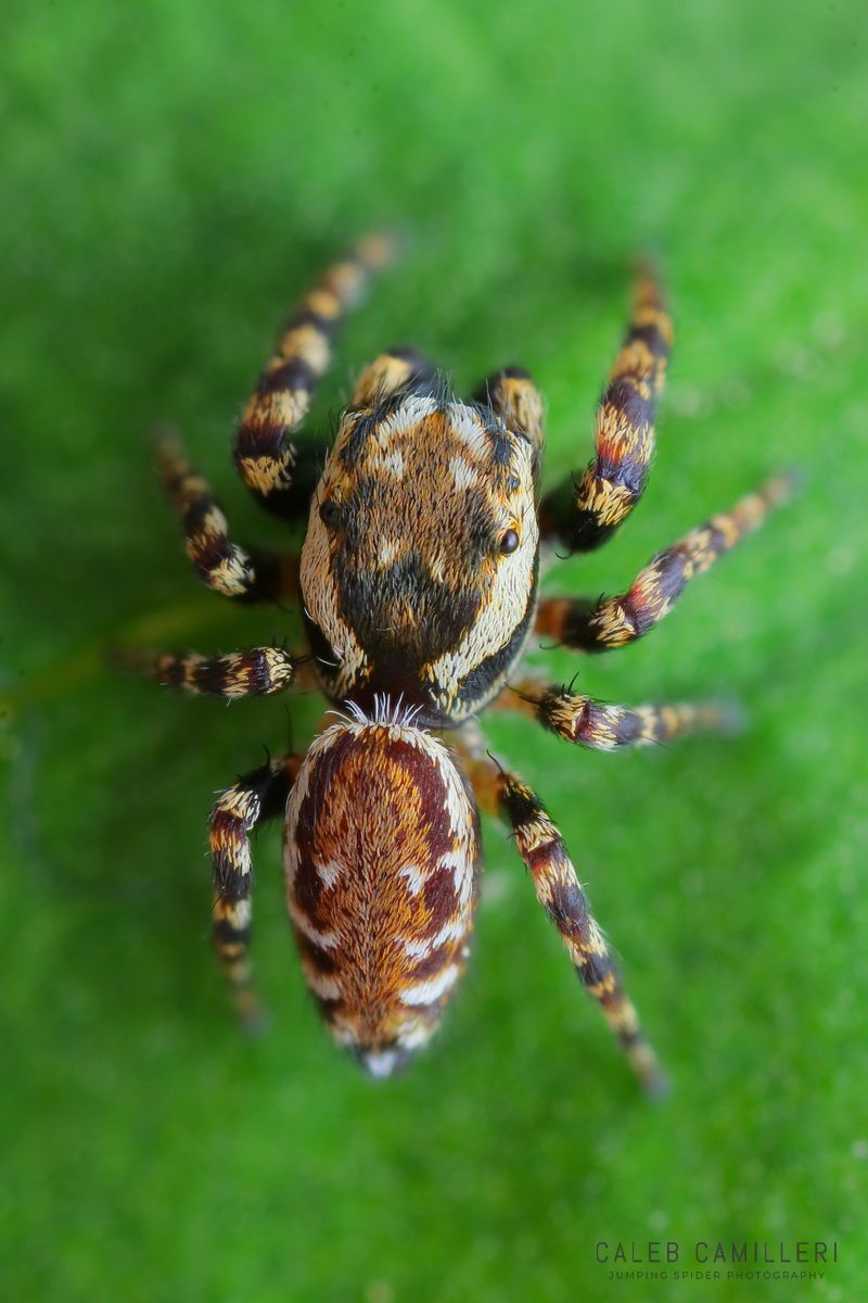 Close-up of a male Pelegrina galathea jumping spider showing detailed body and leg structure.