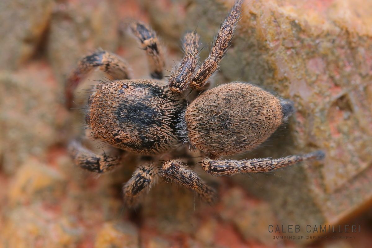 Close-up of a female Habronattus borealis jumping spider showing detailed body and leg structure.