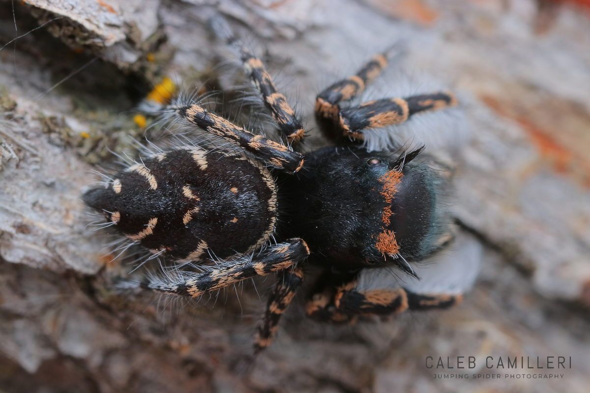 Close-up of a Phidippus toro jumping spider showing detailed body and leg structure.