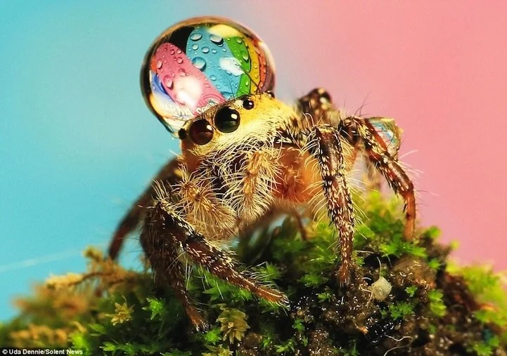 Macro photography of a jumping spider with a water droplet on it's head against a colorful pink and blue gradient background.