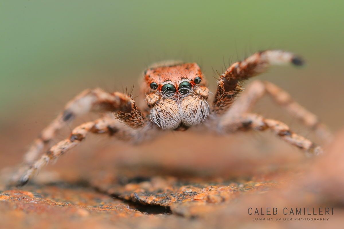 Macro shot of a male Habronattus amicus displaying to or courting a female against an abstract background.