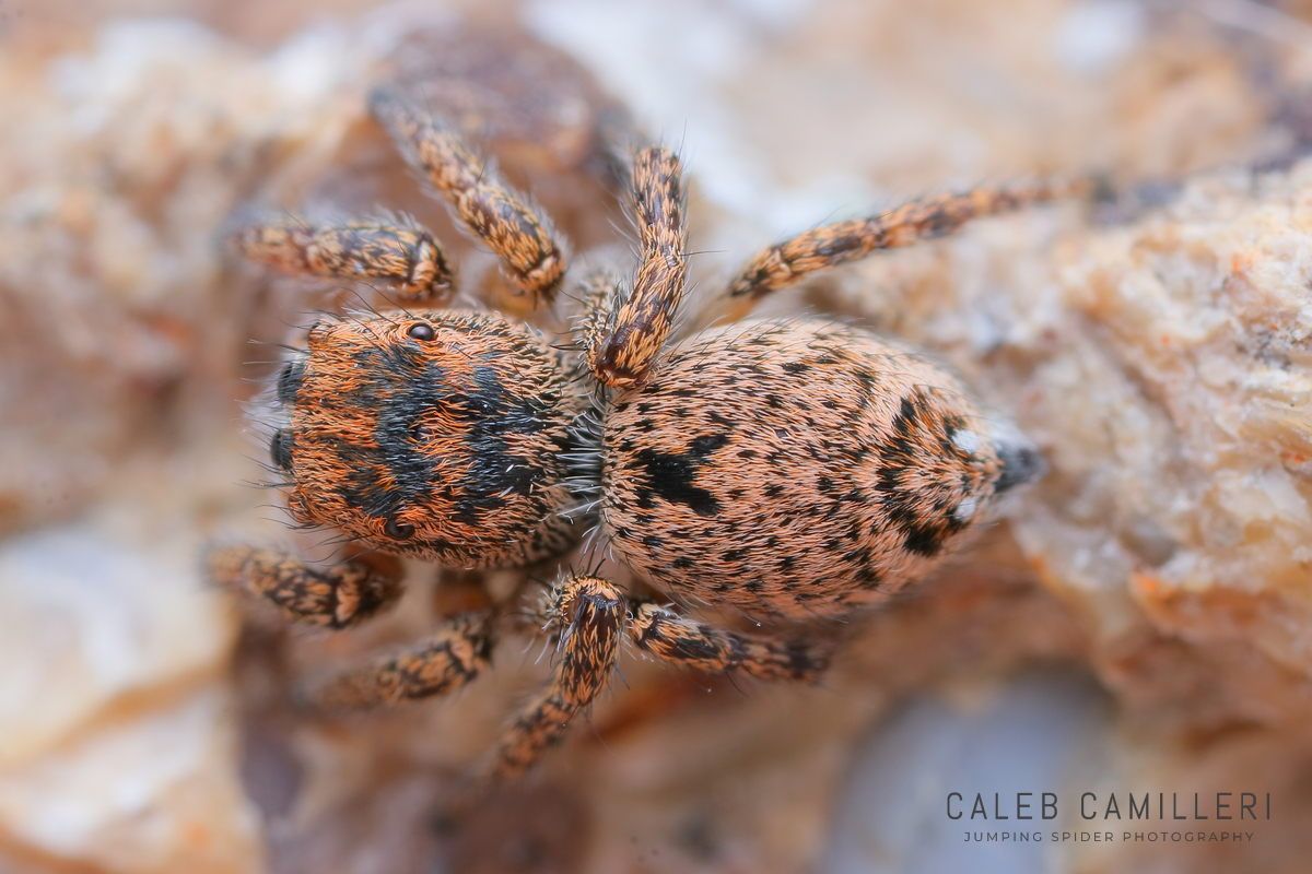 Close-up of a female Habronattus venatoris jumping spider showing detailed body and leg structure.