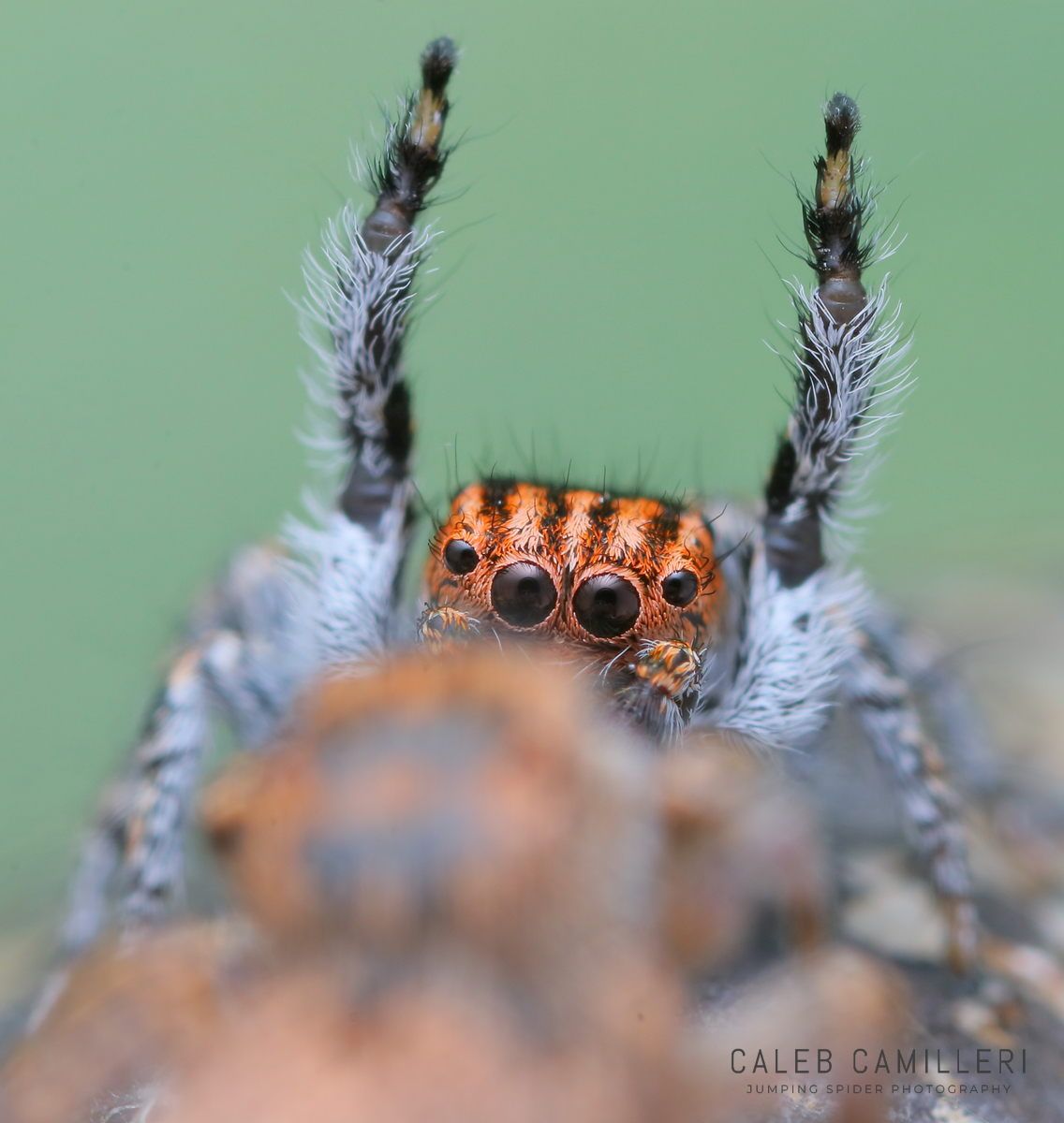 Macro shot of a male Habronattus venatoris displaying to or courting a female against an abstract background.