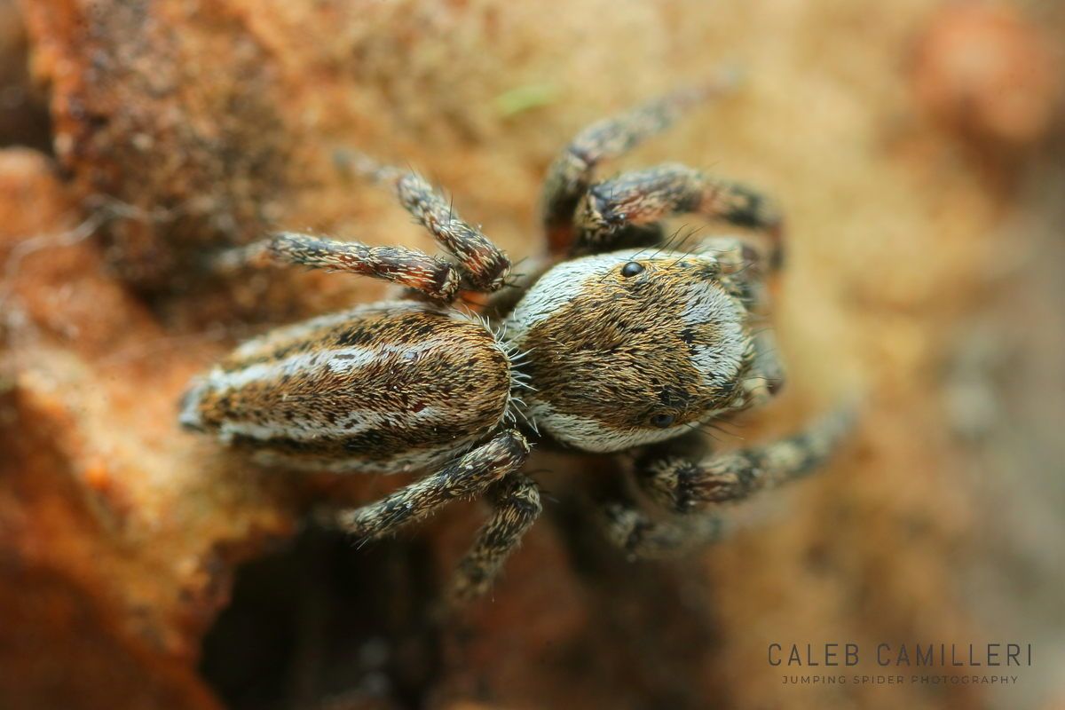 Close-up of a male Pelegrina arizonensis jumping spider showing detailed body and leg structure.