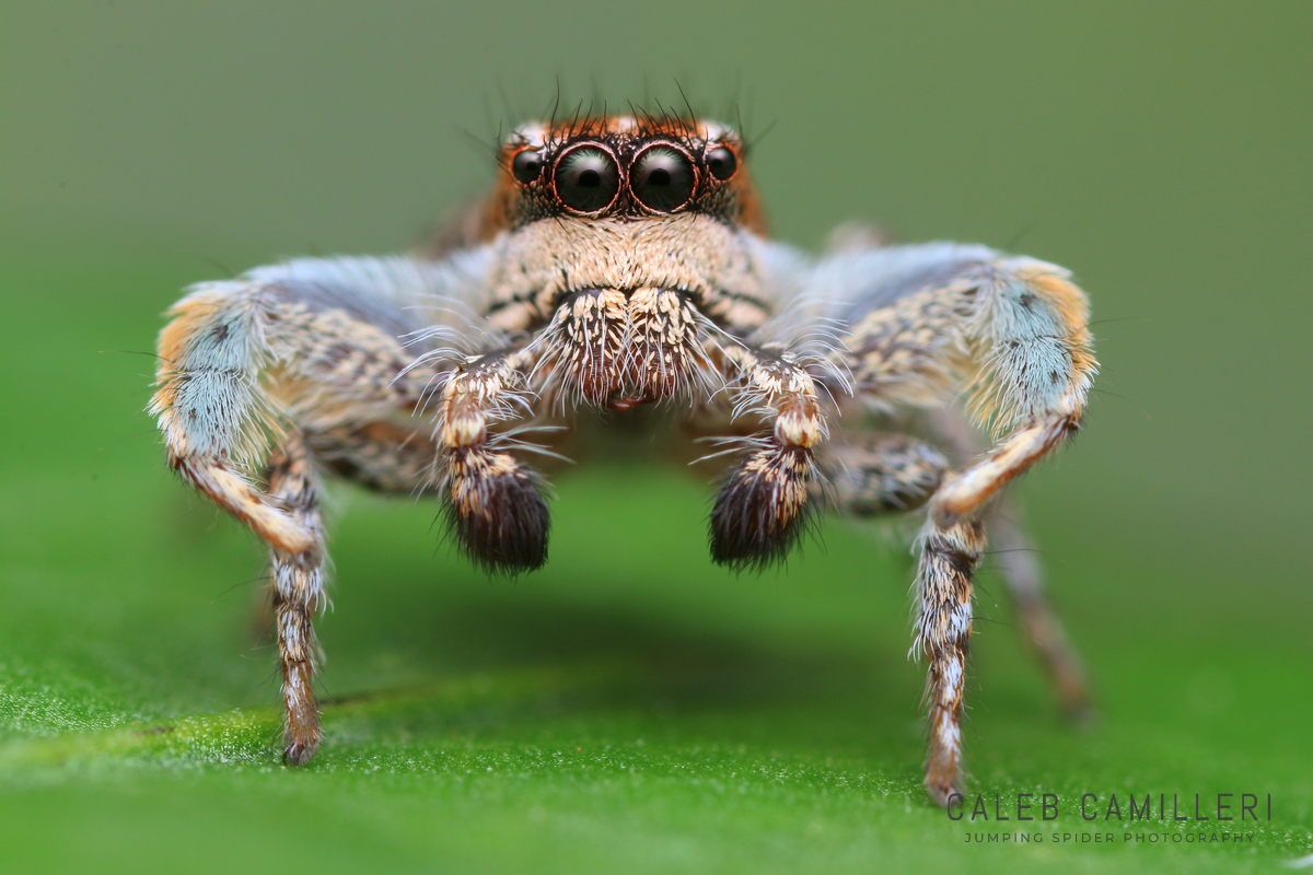Macro shot of a male Habronattus cognatus displaying to or courting a female against an abstract background.