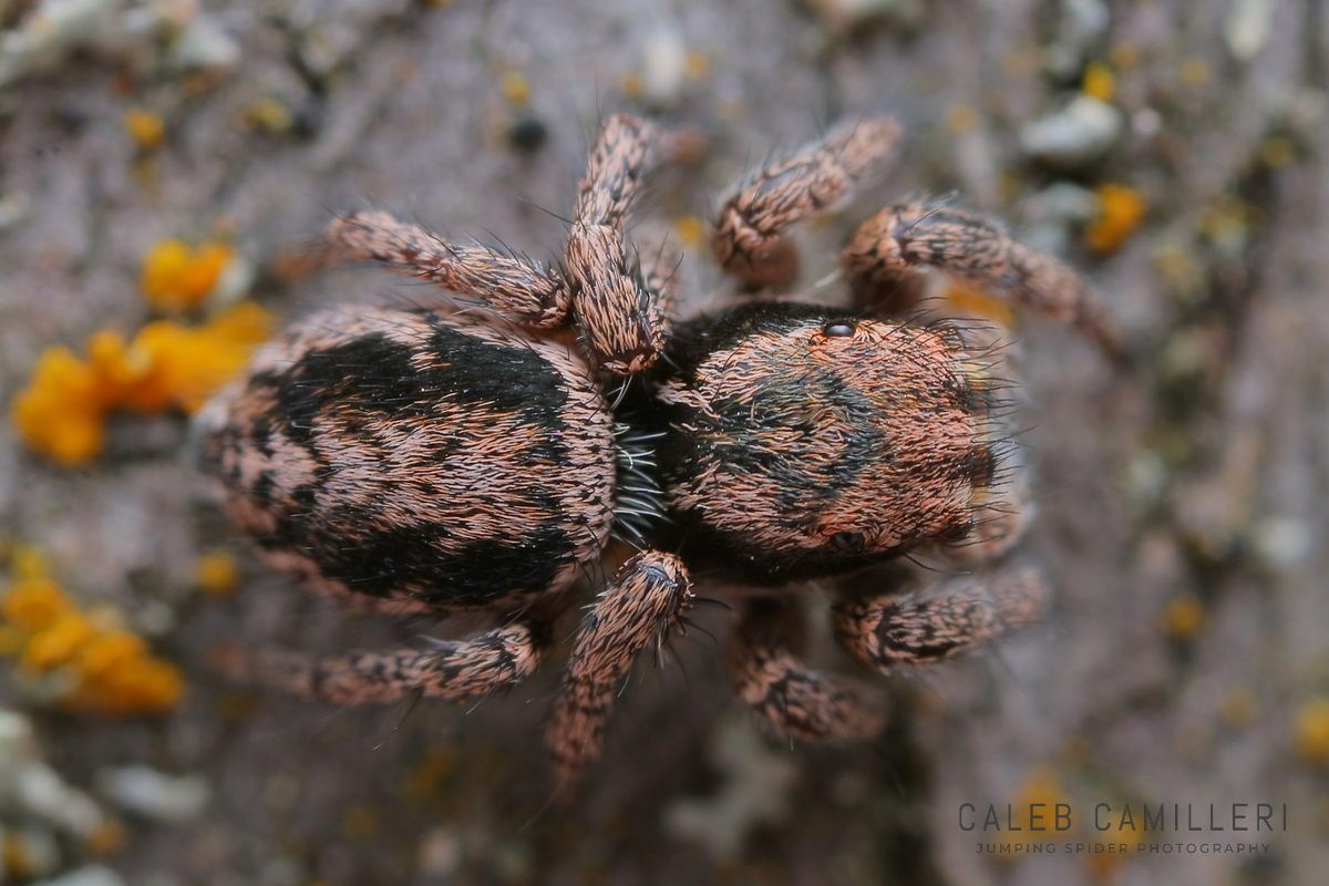 Close-up of a penultimate male Habronattus sansoni jumping spider showing detailed body and leg structure.