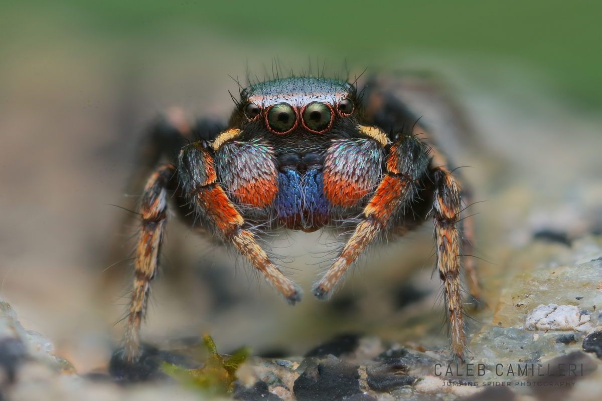 Macro shot of a male Habronattus altanus displaying to or courting a female against an abstract background.