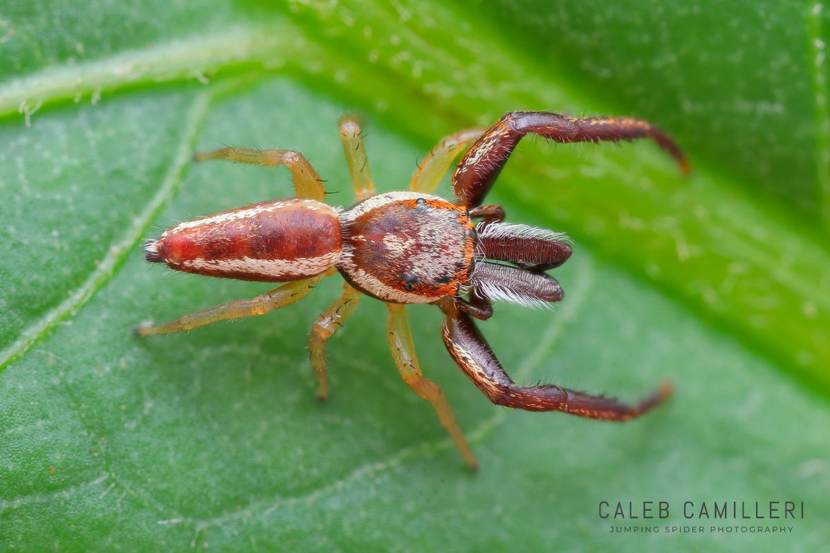 Close-up of a male Hentzia palmarum jumping spider showing detailed body and leg structure.