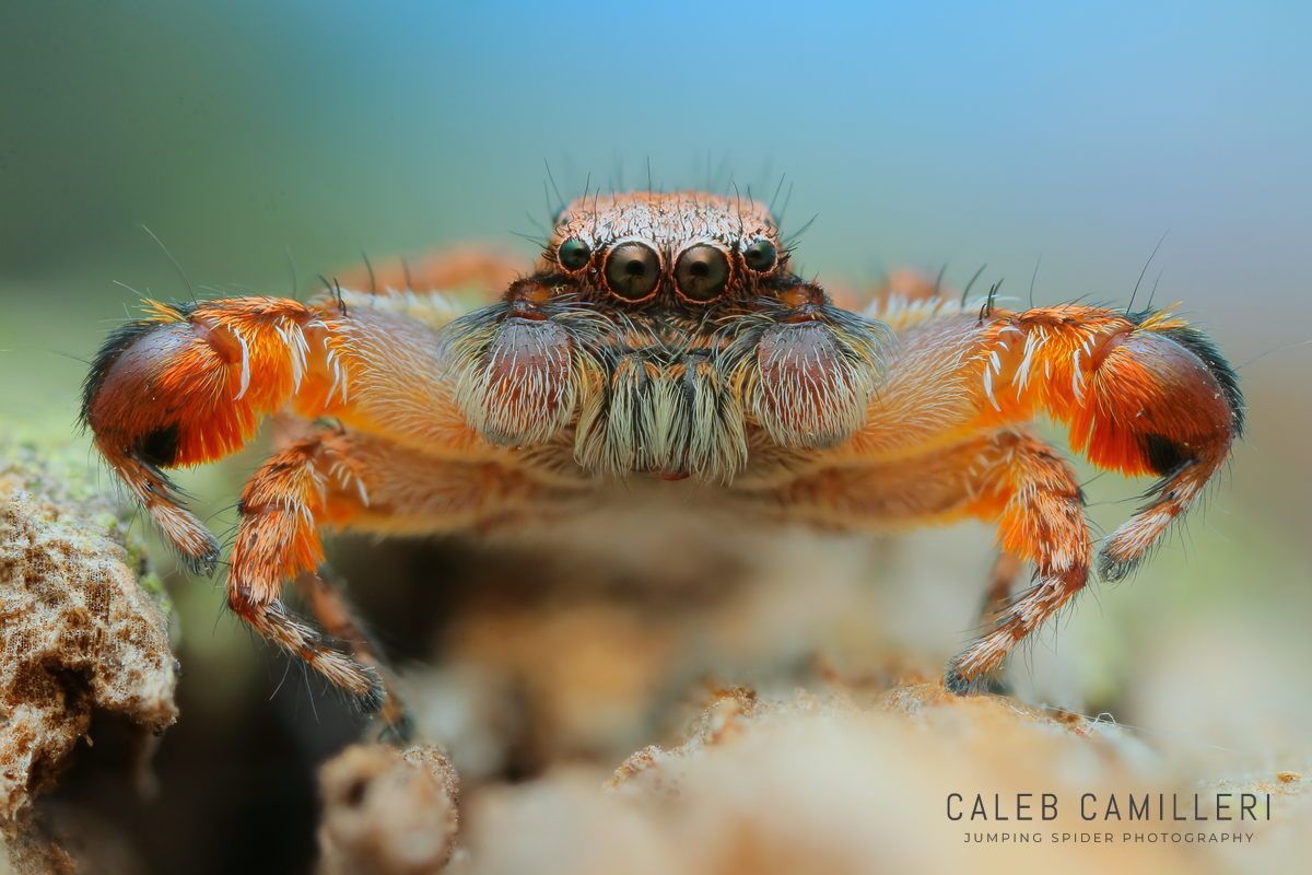 Macro shot of a male Habronattus oregonensis displaying to or courting a female against an abstract background.