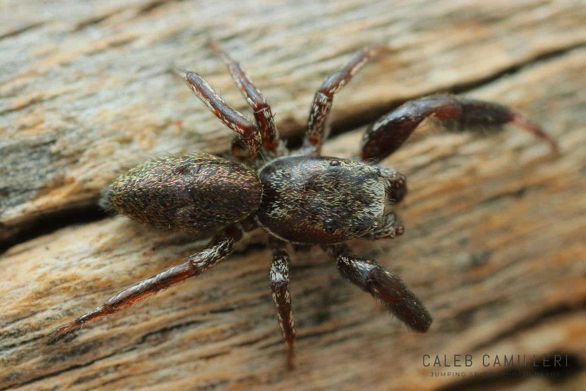 Tutelina harti jumping spider sitting on weathered wood.