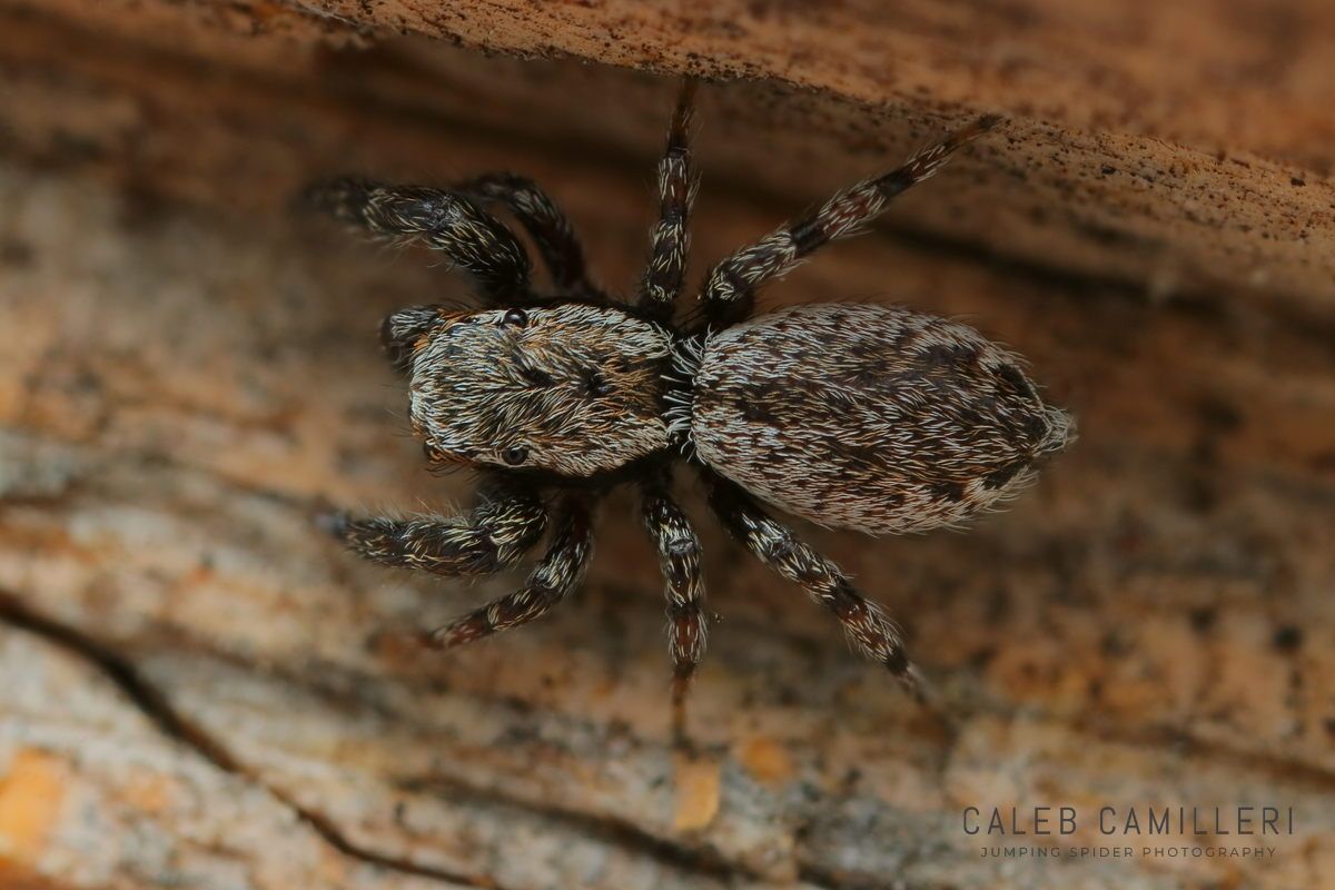 Close-up of a Phanias monticola jumping spider showing detailed body and leg structure.