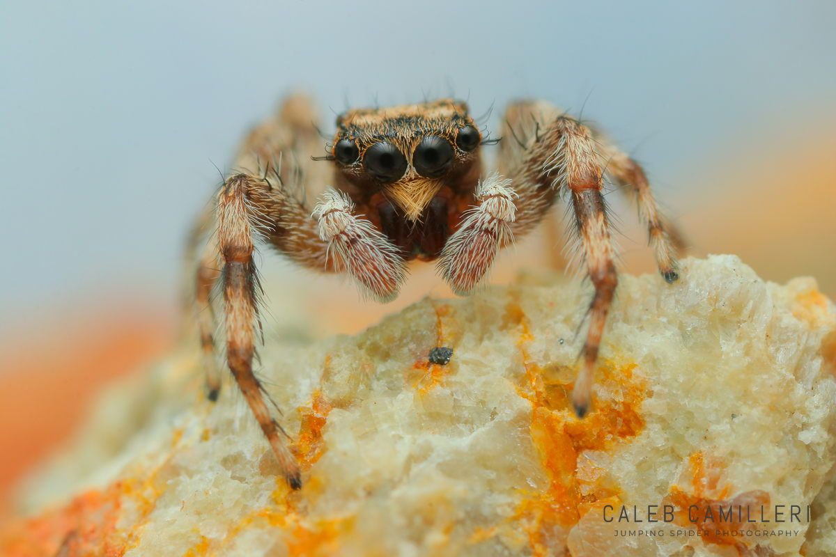 Macro photograph of a Platycryptus (undescribed species) jumping spider exploring an orange-speckled surface.