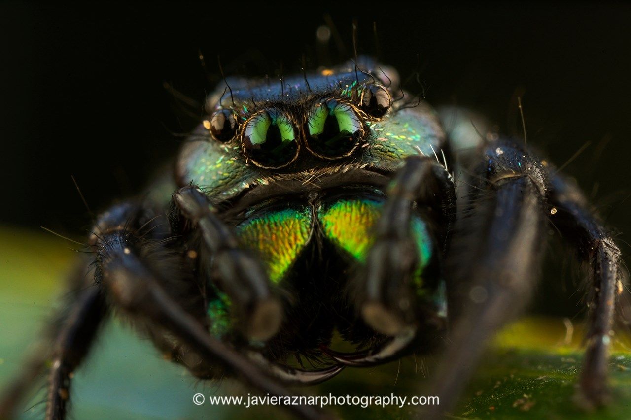 Dark macro shots of jumping spider displaying iridescent colors.