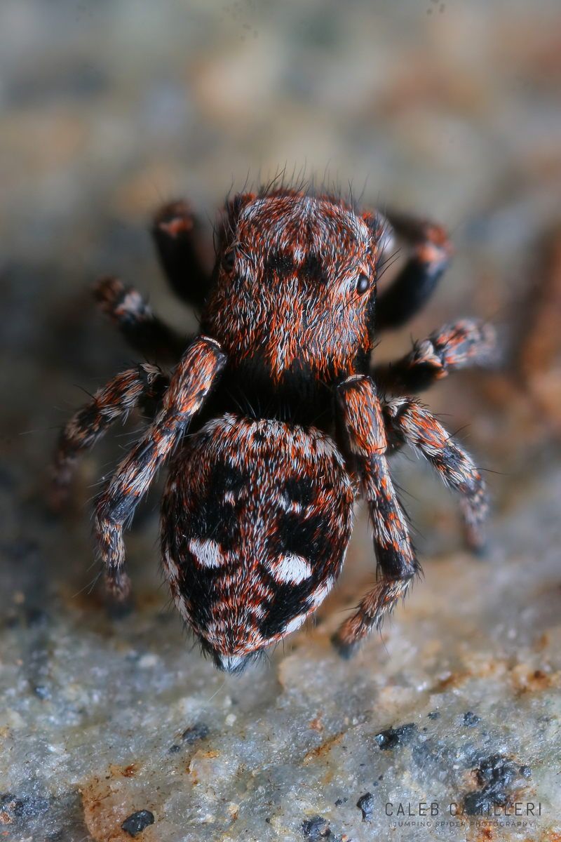 Close-up of a Sittisax raineri jumping spider showing detailed body and leg structure.