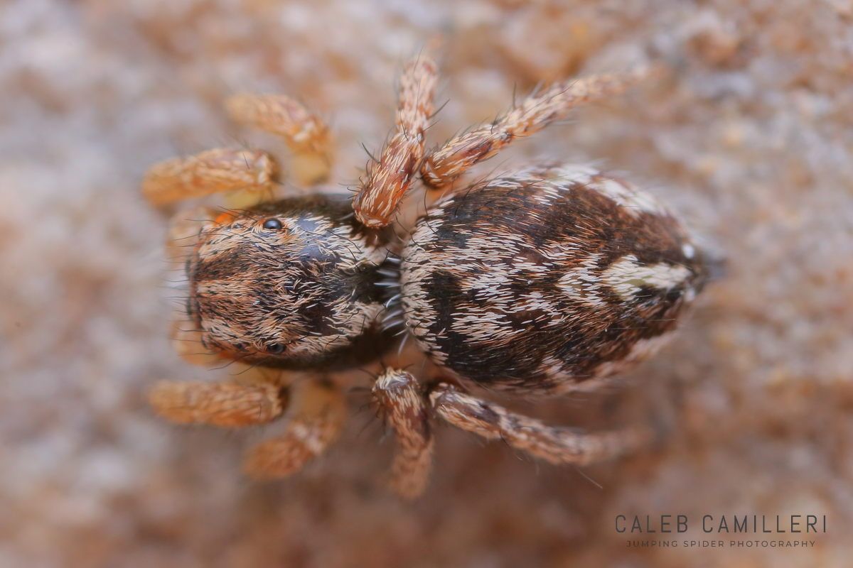 Close-up of a penultimate male Habronattus mustaciatus jumping spider showing detailed body and leg structure.