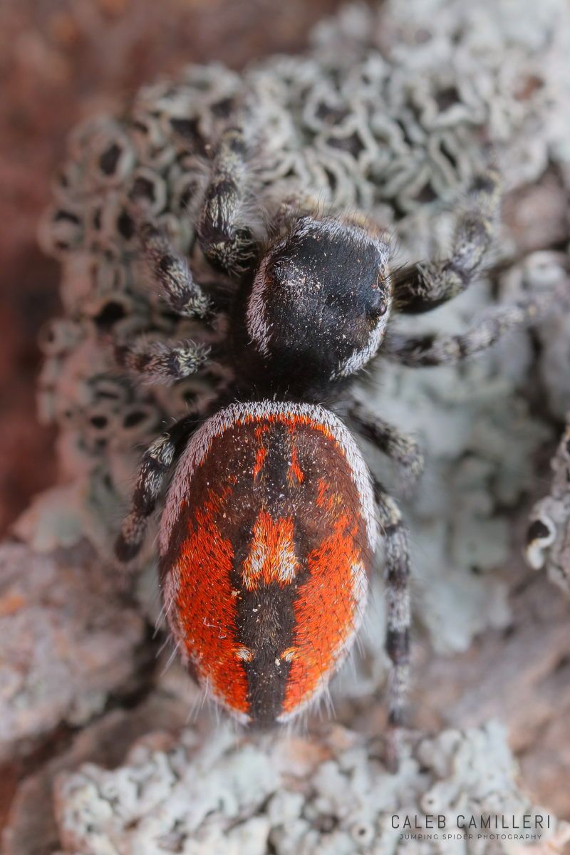 Close-up of a Phidippus tyrrelli jumping spider showing detailed body and leg structure.