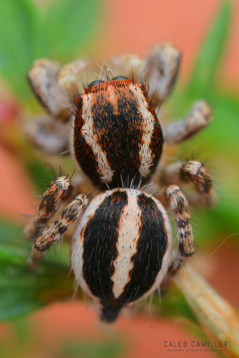 Close-up of a penultimate male Habronattus cognatus jumping spider showing detailed body and leg structure.