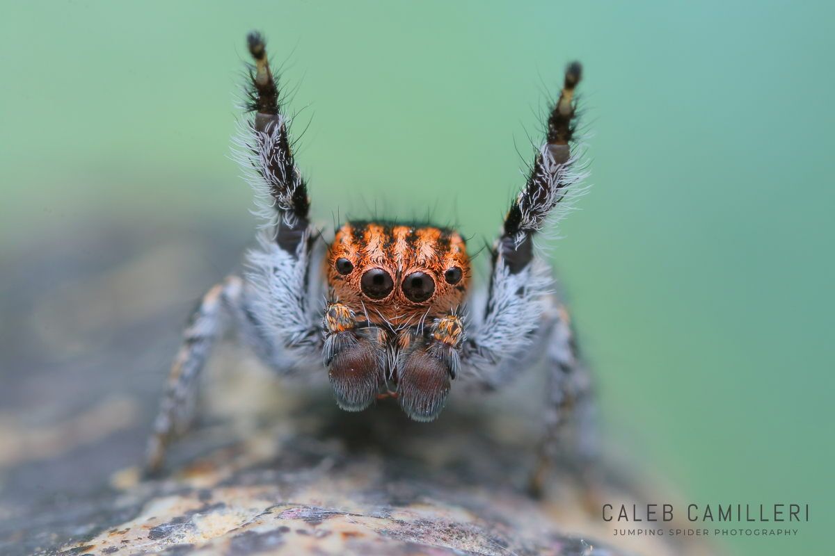 Macro shot of a male Habronattus venatoris displaying to or courting a female against an abstract background.