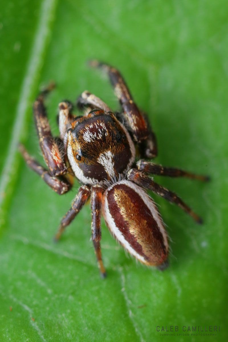 Close-up of a male Eris flava jumping spider showing detailed body and leg structure.