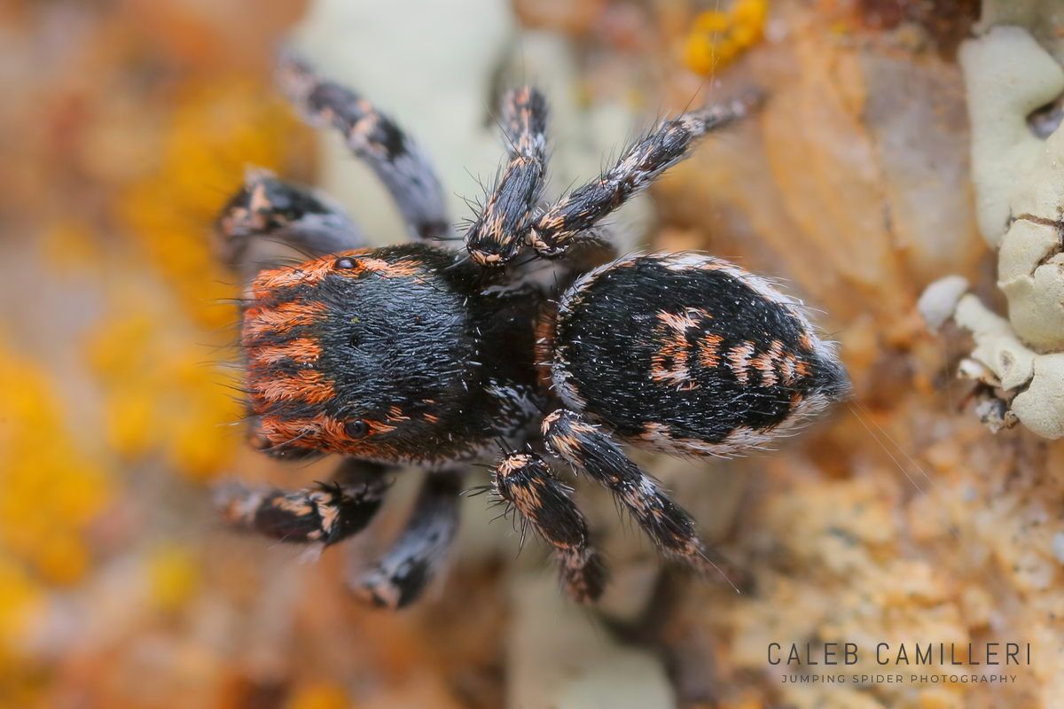 Close-up of a male Habronattus venatoris jumping spider showing detailed body and leg structure.