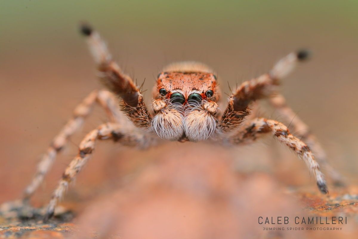 Macro shot of a male Habronattus amicus displaying to or courting a female against an abstract background.