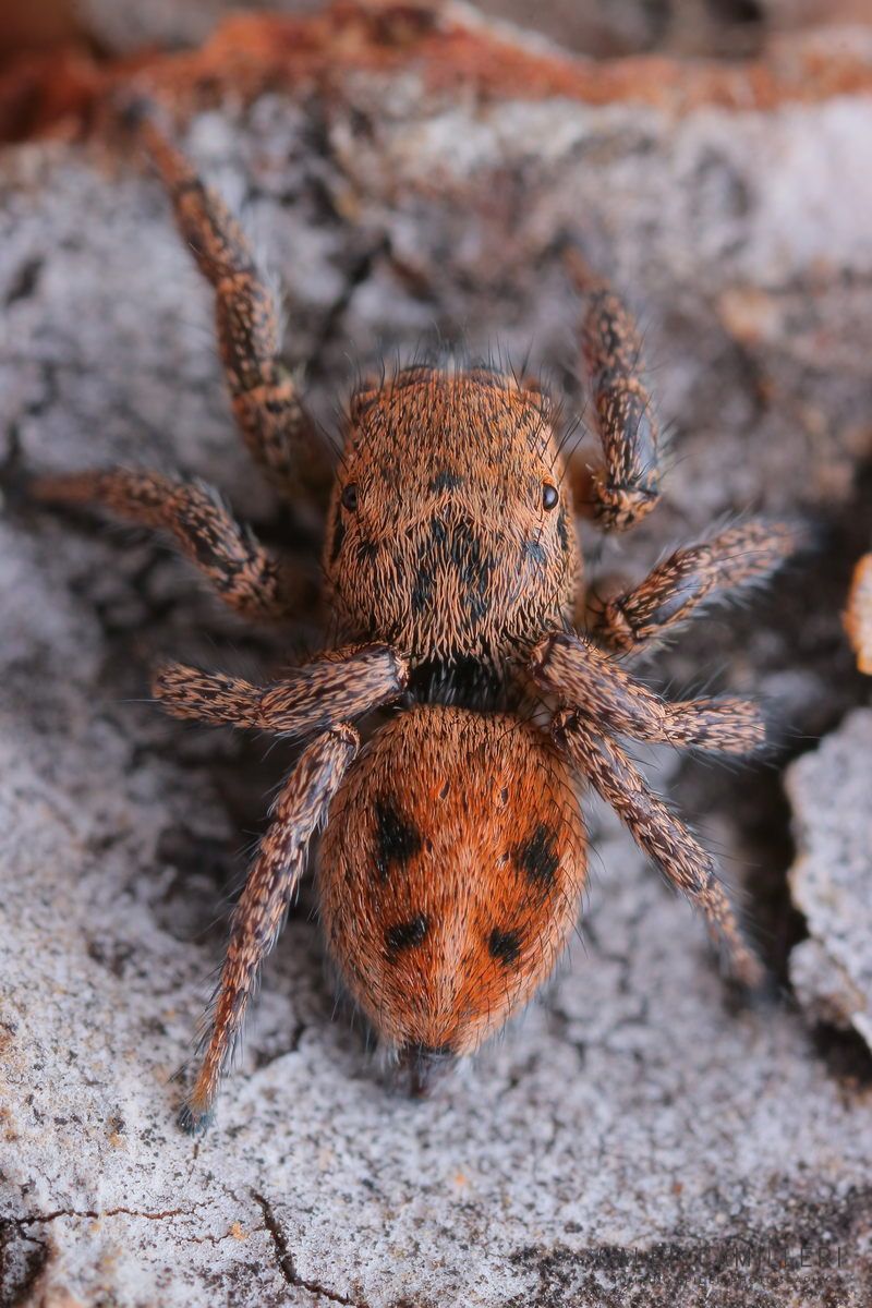 Close-up of a female Habronattus viridipes jumping spider showing detailed body and leg structure.
