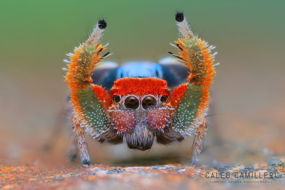 Macro shot of a male Habronattus arcalorus displaying to or courting a female against an abstract background.