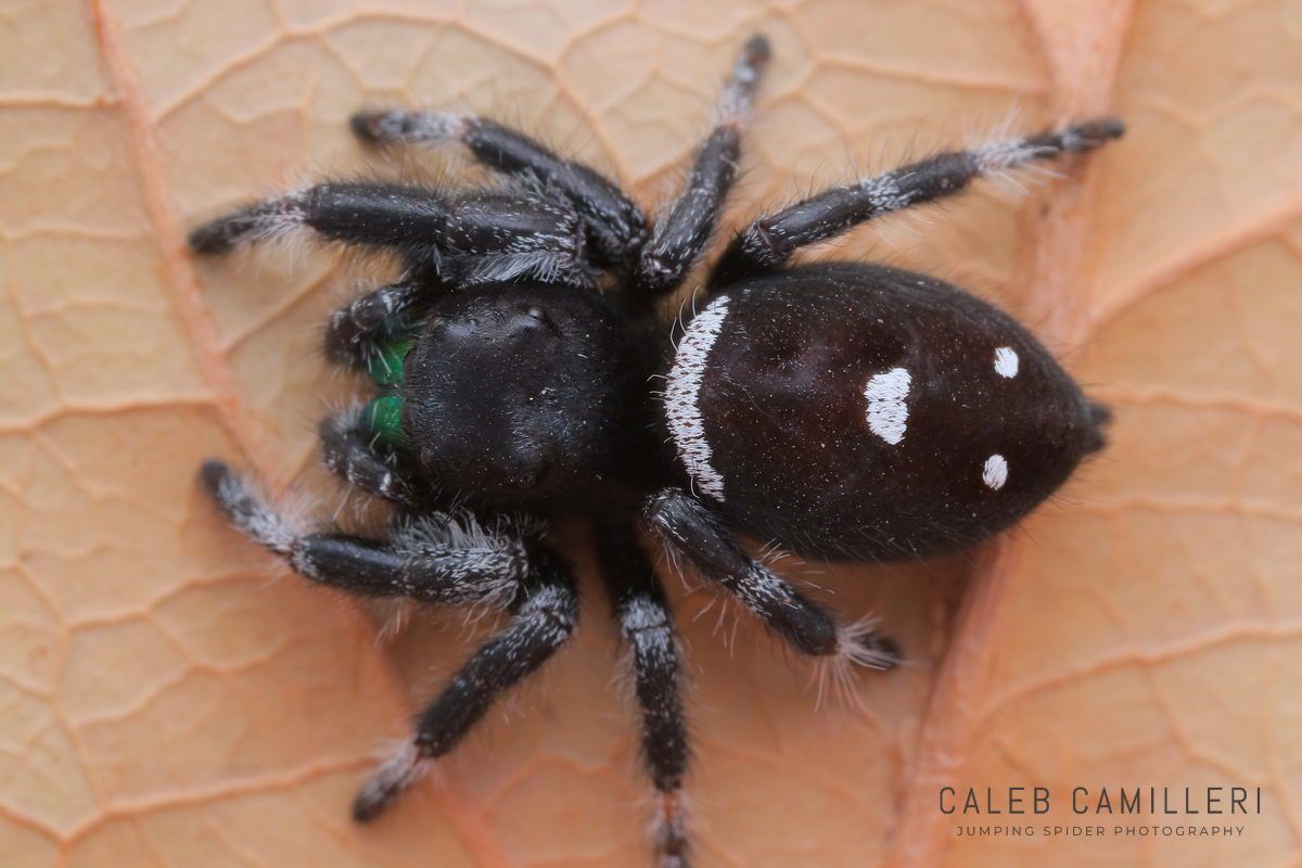 Close-up of a penultimate male Phidippus regius jumping spider showing detailed body and leg structure.