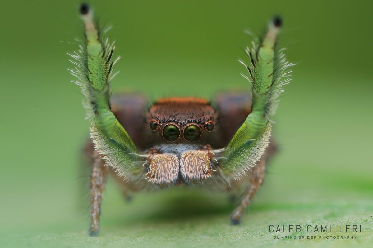 Macro shot of a male Habronattus viridipes displaying to or courting a female against an abstract background.