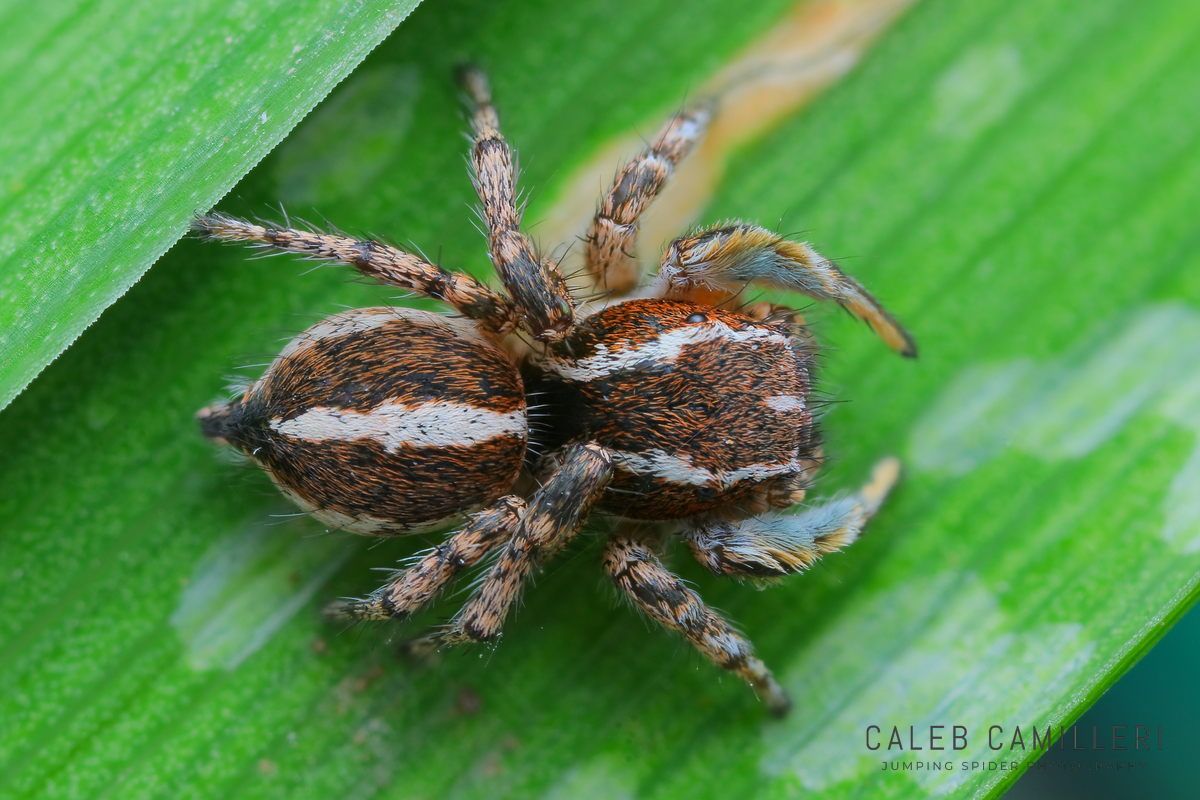 Close-up of a Habronattus cognatus jumping spider showing detailed body and leg structure.