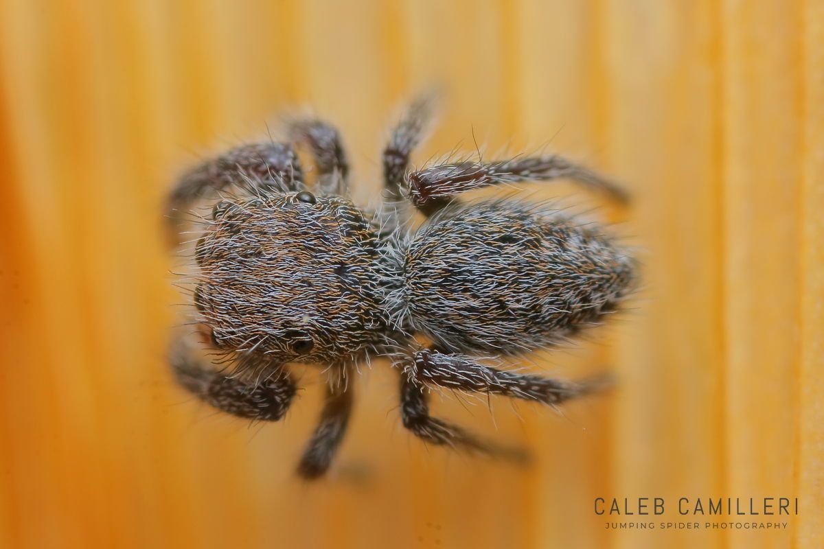 Close-up of a Phidippus octopunctatus jumping spider showing detailed body and leg structure.