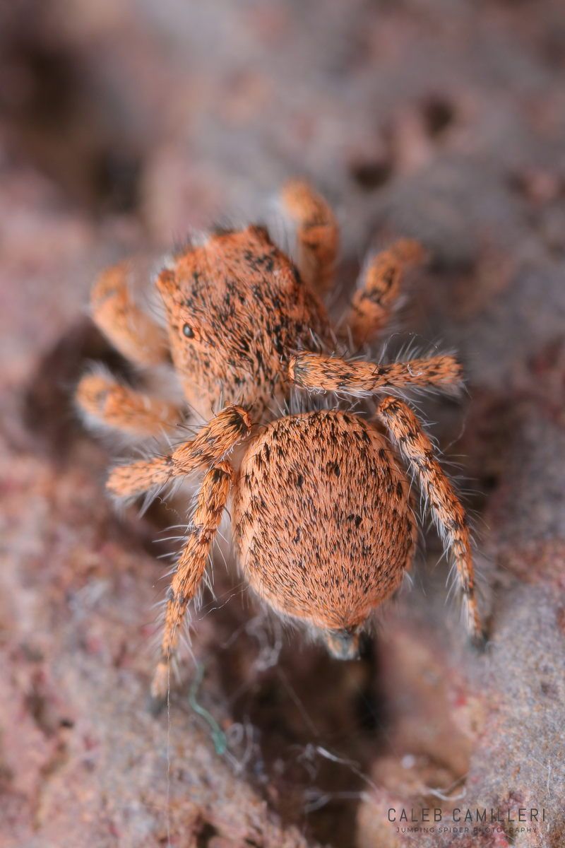 Close-up of a female Habronattus amicus jumping spider showing detailed body and leg structure.