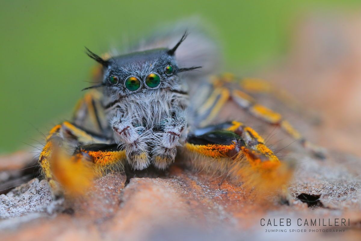 Macro shot of a male Phidippus mystaceus displaying to or courting a female against an abstract background.
