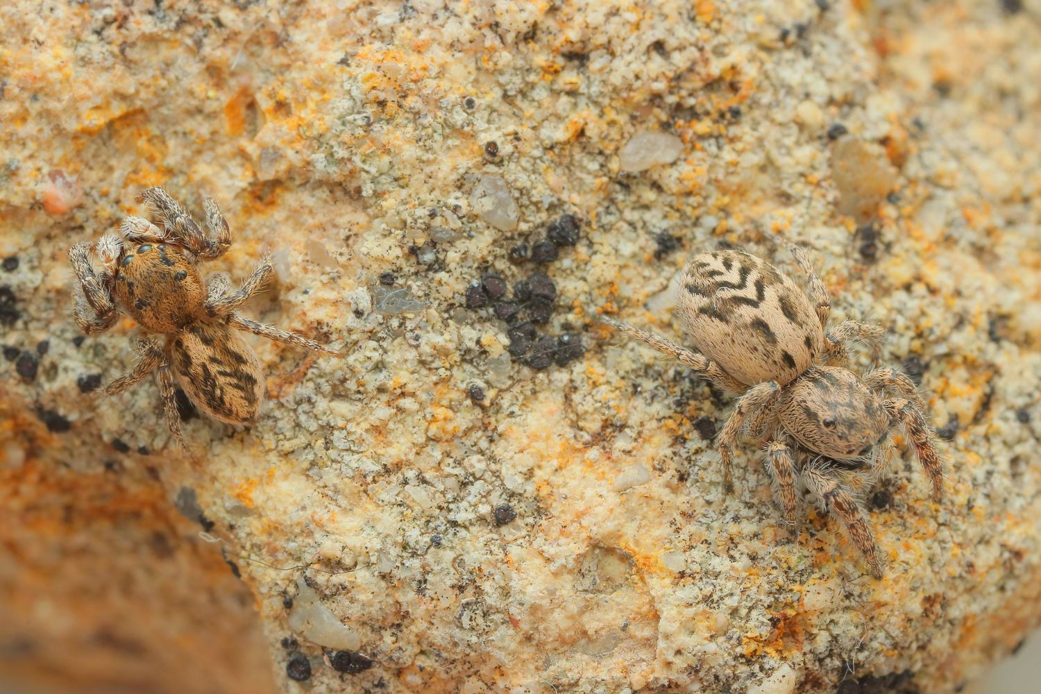 Close-up texture of rough orange and gray rock surface with mineral deposits.