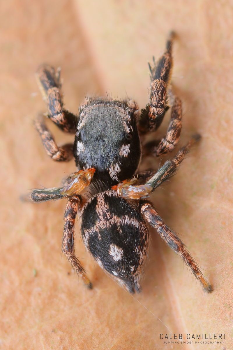 Close-up of a male Habronattus brunneus jumping spider showing detailed body and leg structure.
